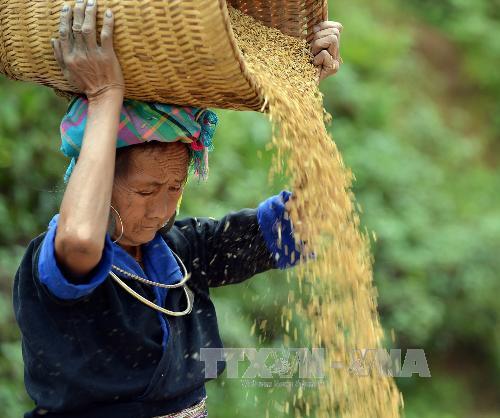 Đổi thay nơi “đỉnh trời” La Pán Tẩn 
